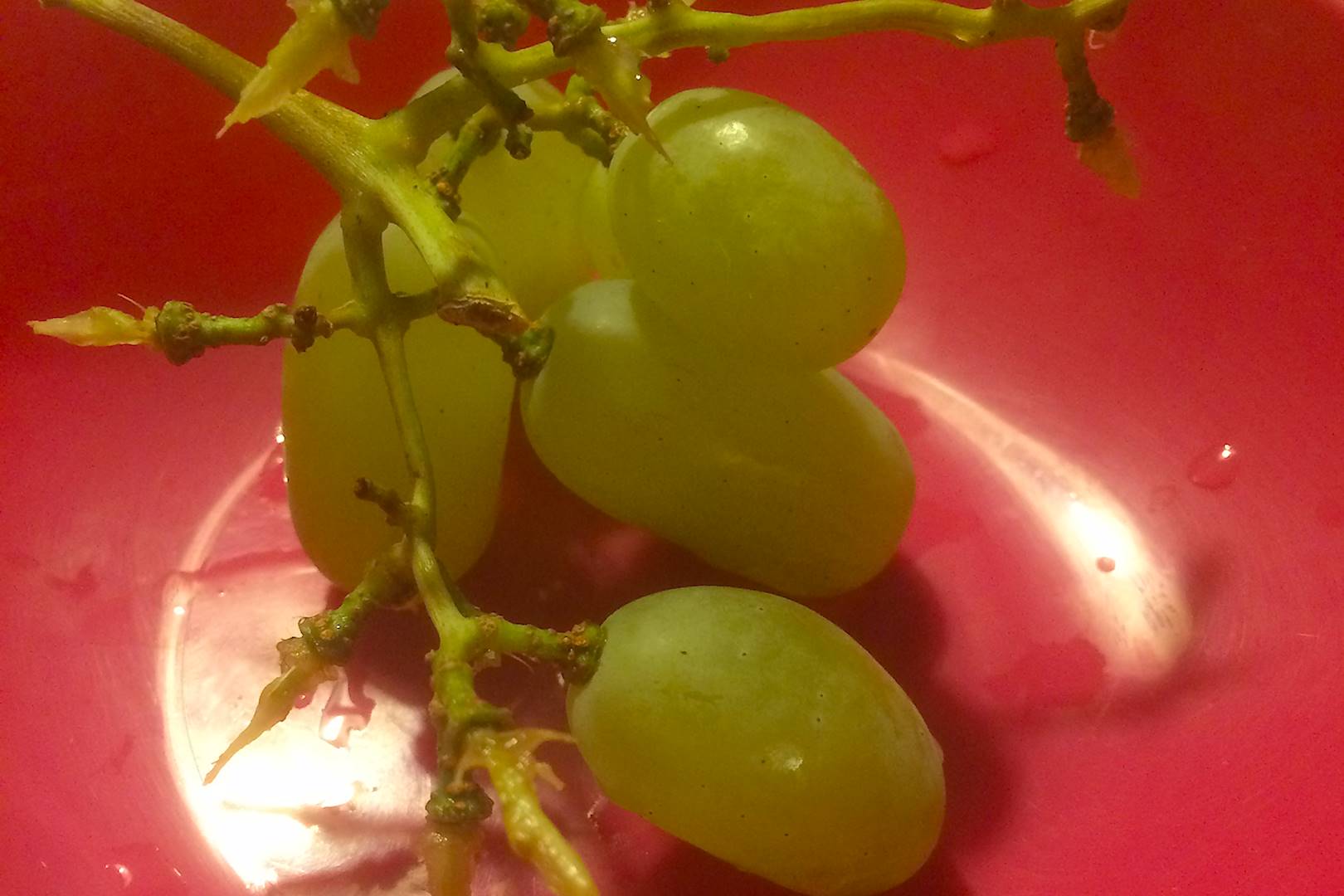 Grapes [photo: Henrik Hemrin]
