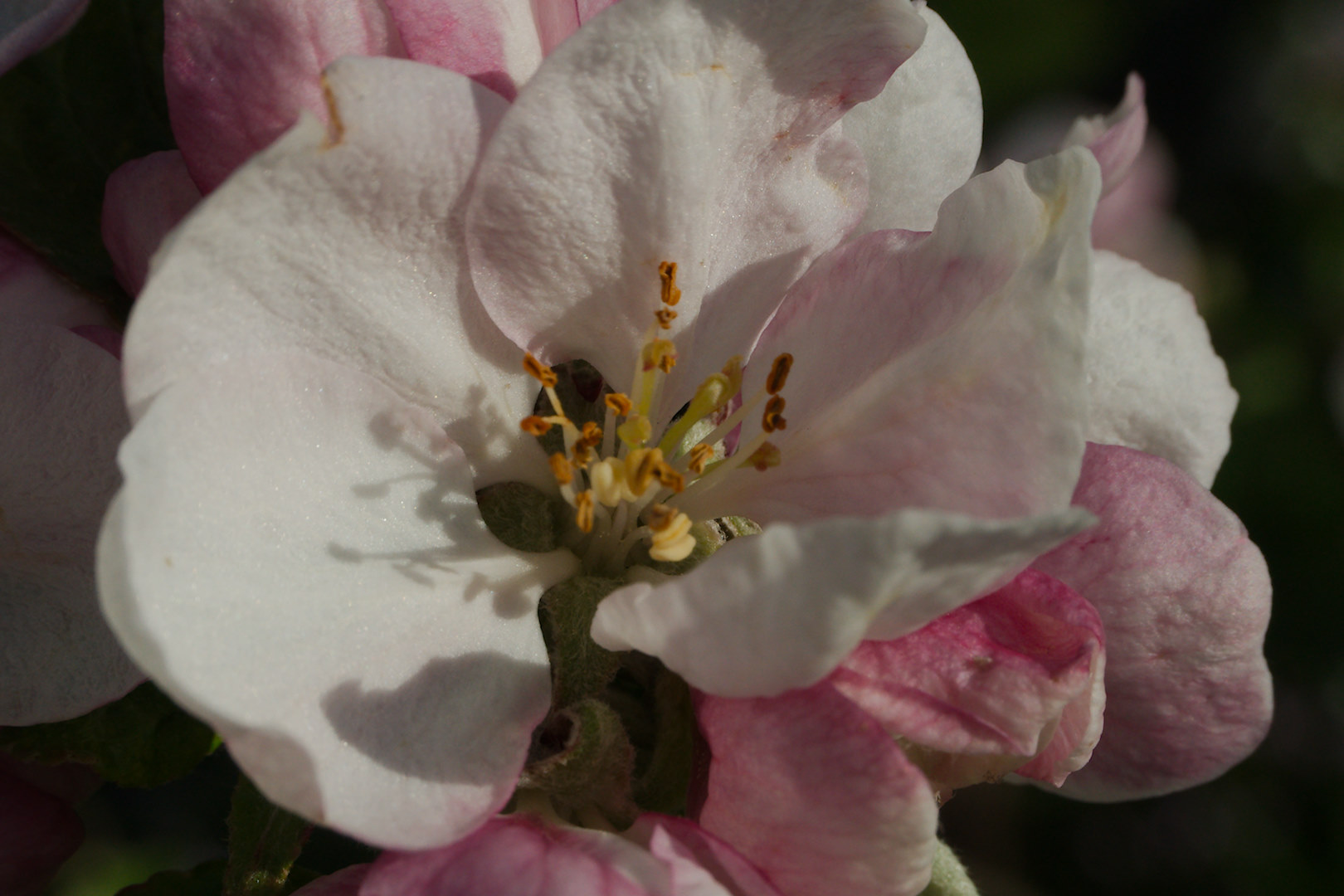 Äppelblomma med skugga [foto: Henrik Hemrin]