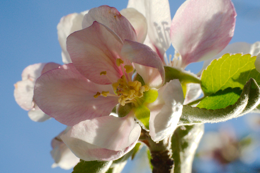 Äppelträd i blomning [foto: Henrik Hemrin]