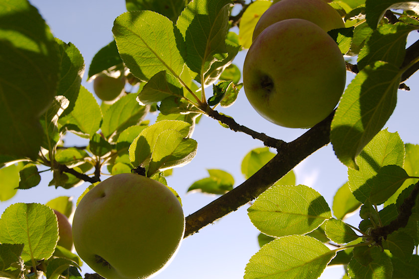Äpplen snart mogna [fotot: Henrik Hemrin]
