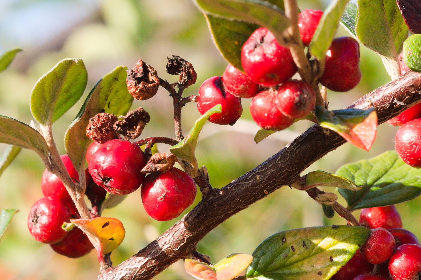 Bush with red berries in autumn. class=