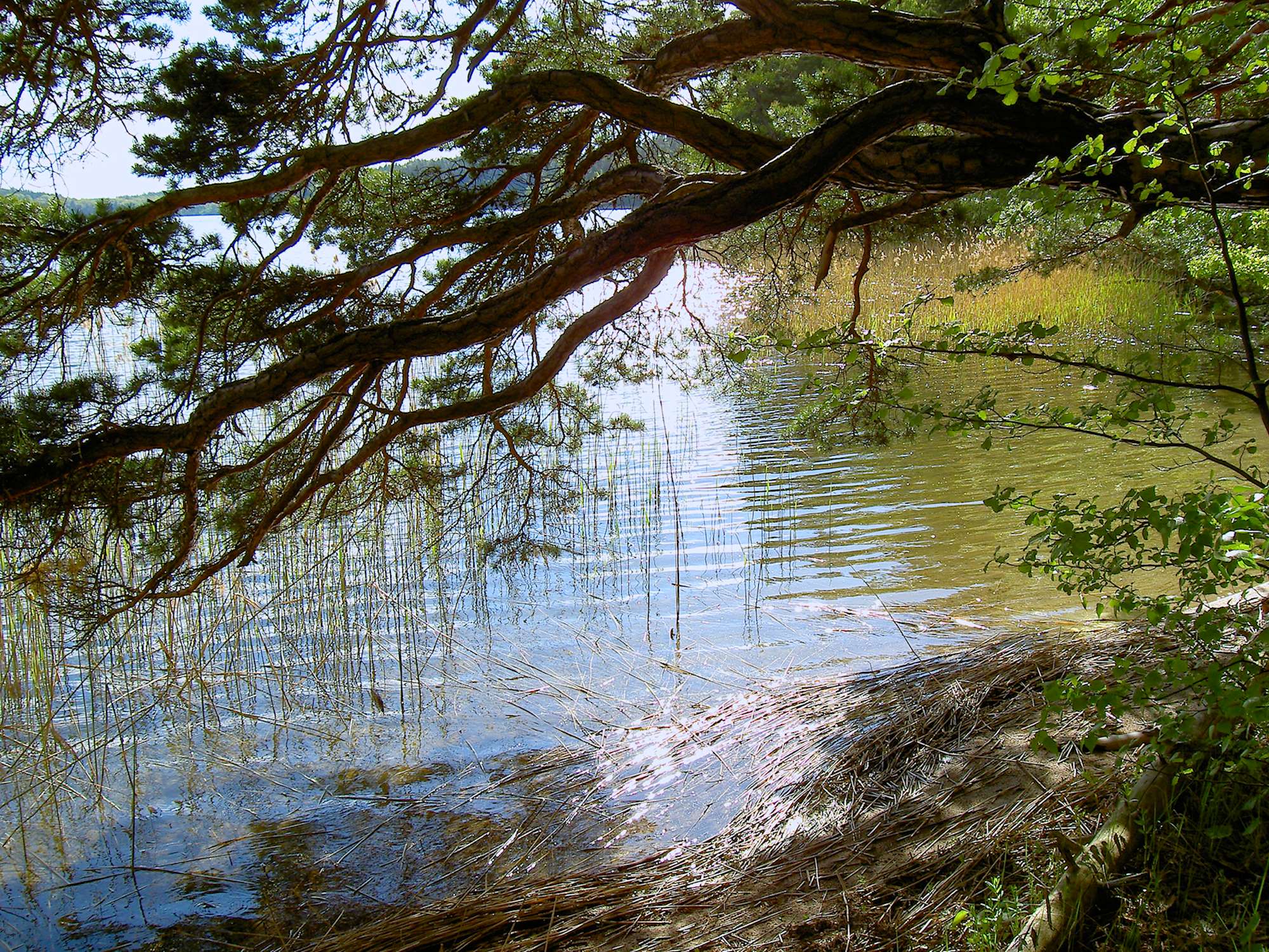 Vid Bornsjöns strand, Botkyrka. title=