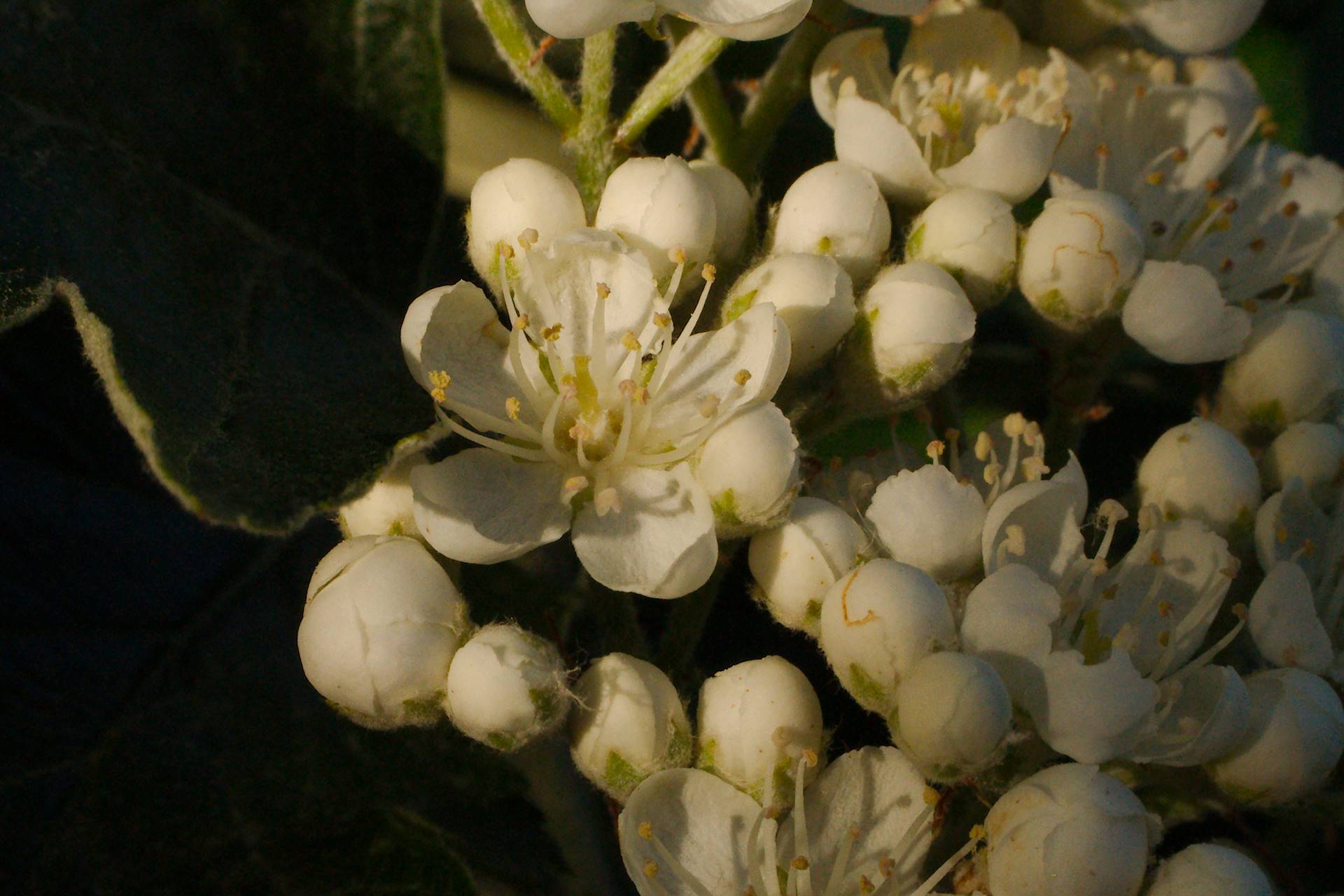 Oxelblommor [foto: Henrik Hemrin]