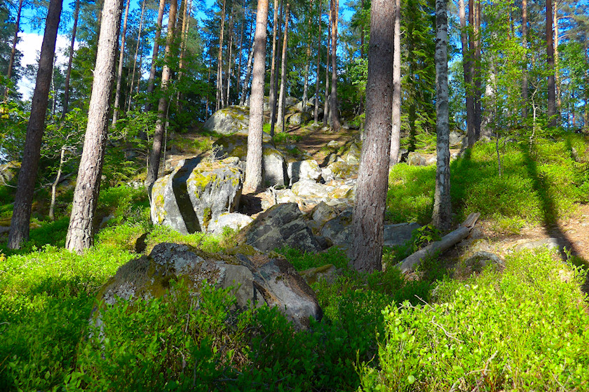 Skog, Växjö [foto: Henrik Hemrin]