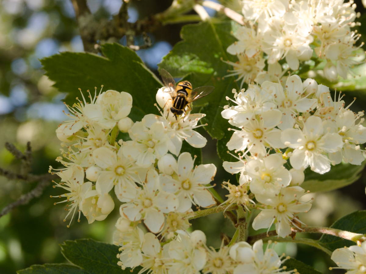 Oxel tree flowers [photo: Henrik Hemrin]