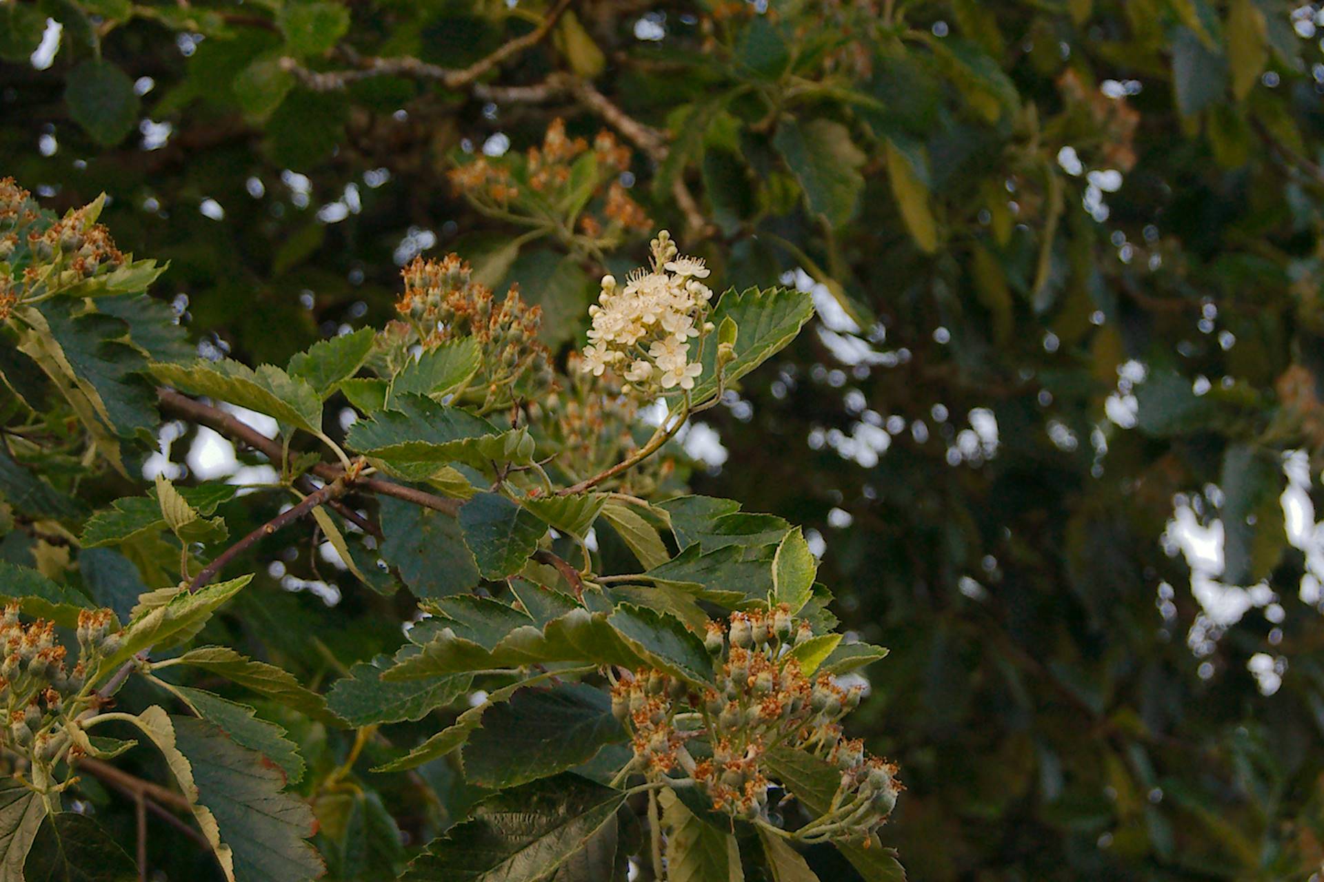 Överblommat, nästan. oxelträd [foto: Henrik Hemrin]