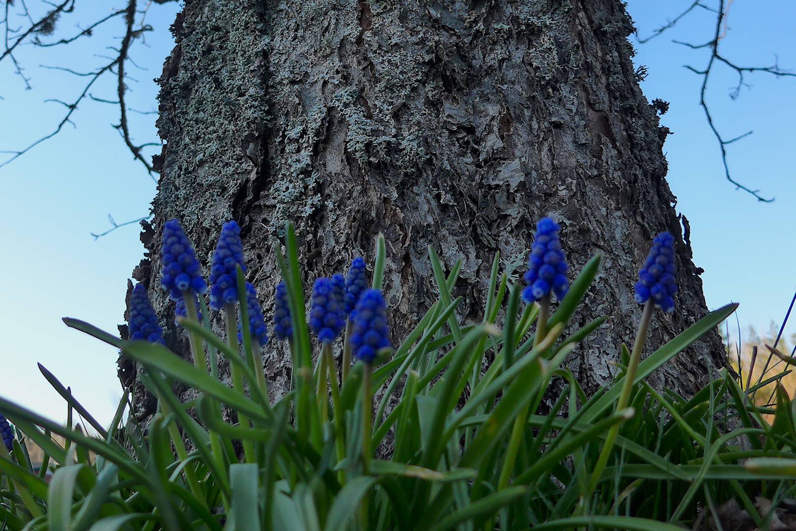 Trädstam med blå blommor i förgrunden [foto: Henrik Hemrin]