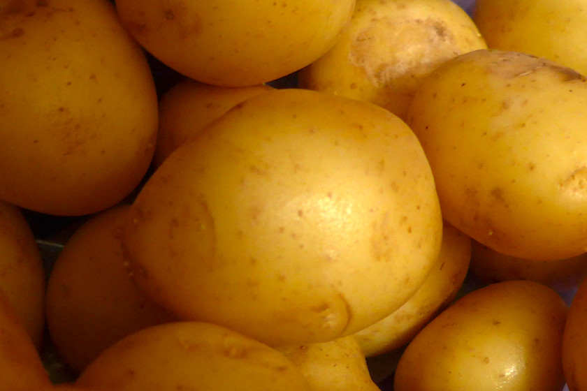 Potatis från Egypten [foto: Henrik Hemrin]