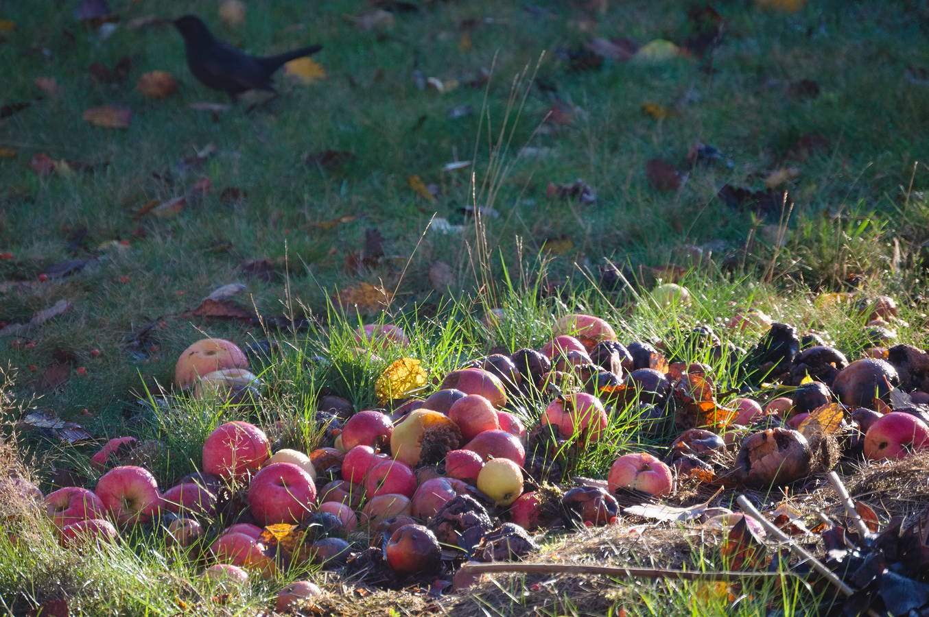 Recycling apples [photo: Henrik Hemrin]
