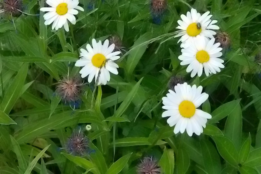 Sommarblommor [foto: Henrik Hemrin]