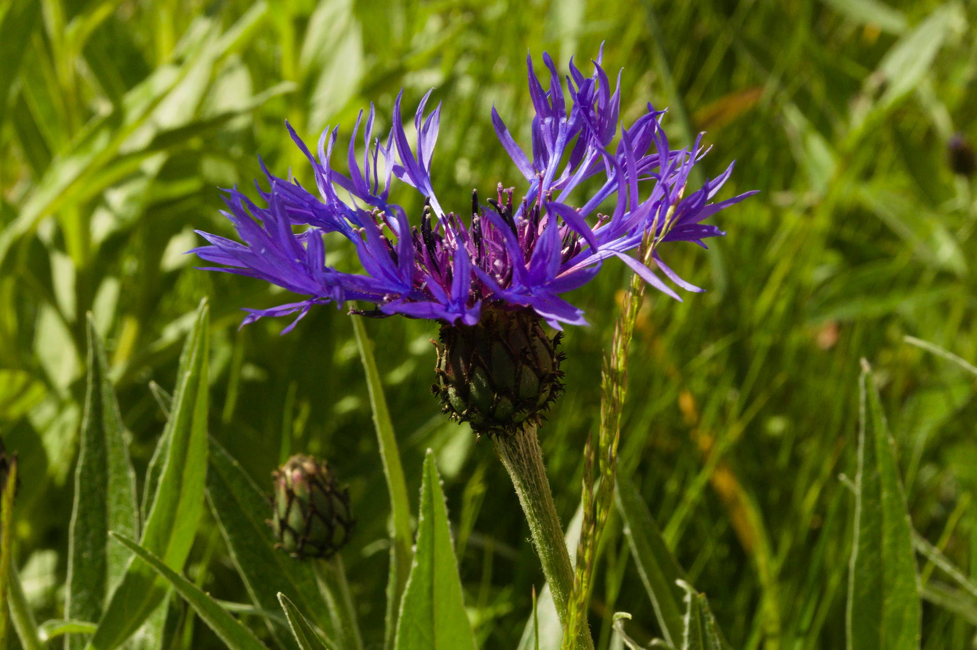 Spacy blue flower [photo: Henrik Hemrin]