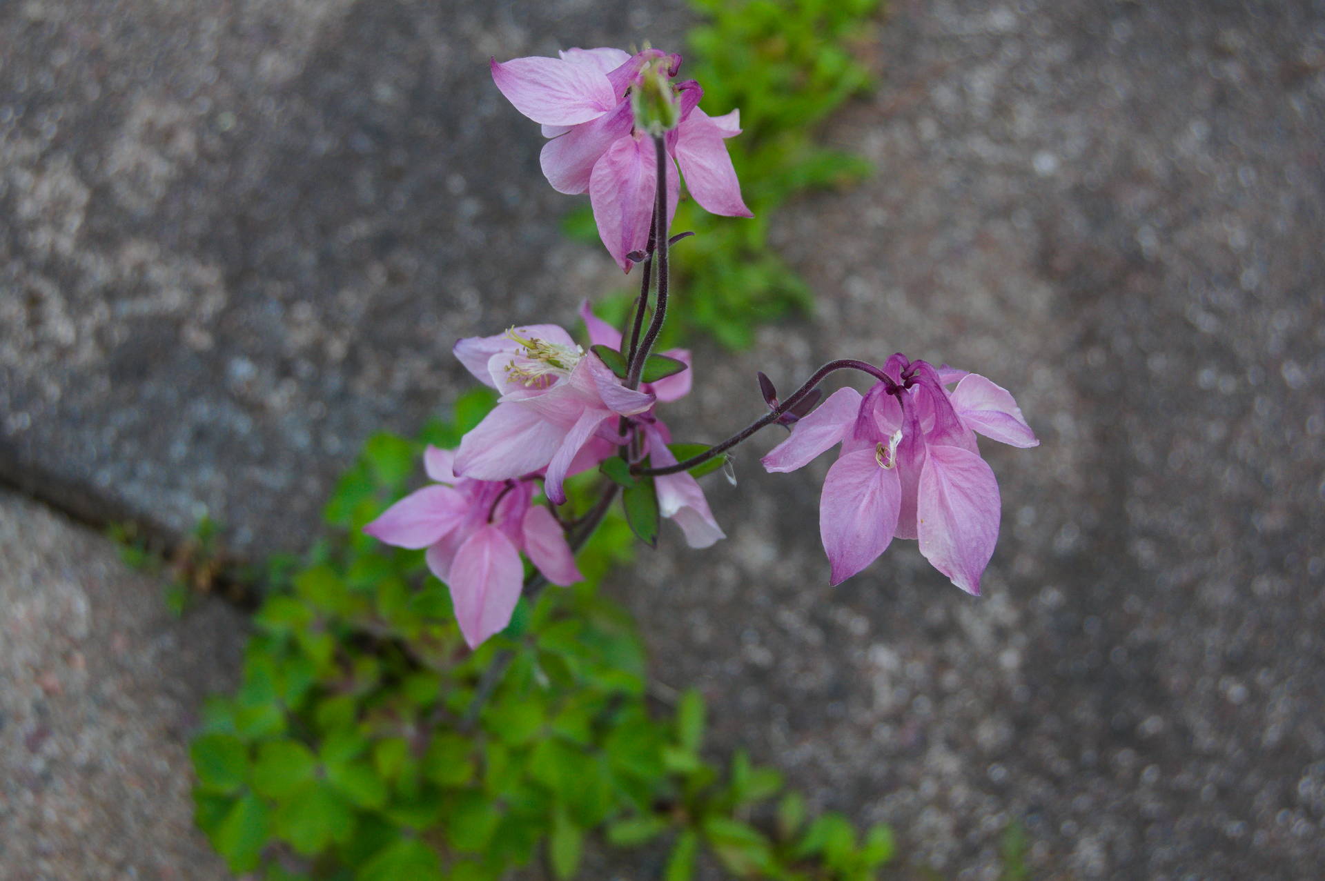 Stubborn pink flower [photo: Henrik Hemrin]