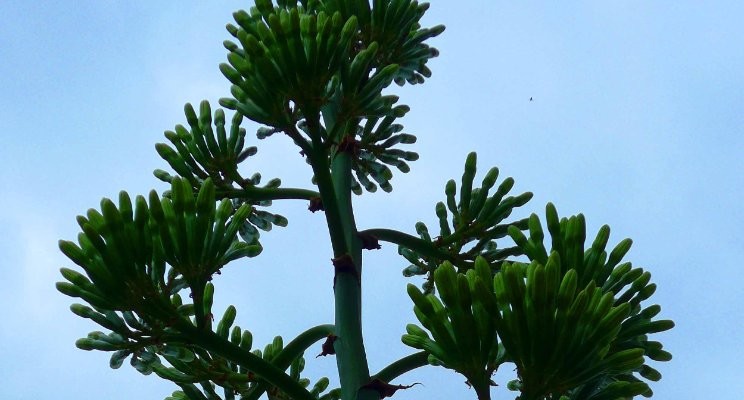 Cactus. Photo: Henrik Hemrin