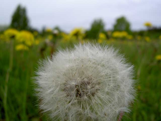 Dandelion. Photo: Henrik Hemrin. 