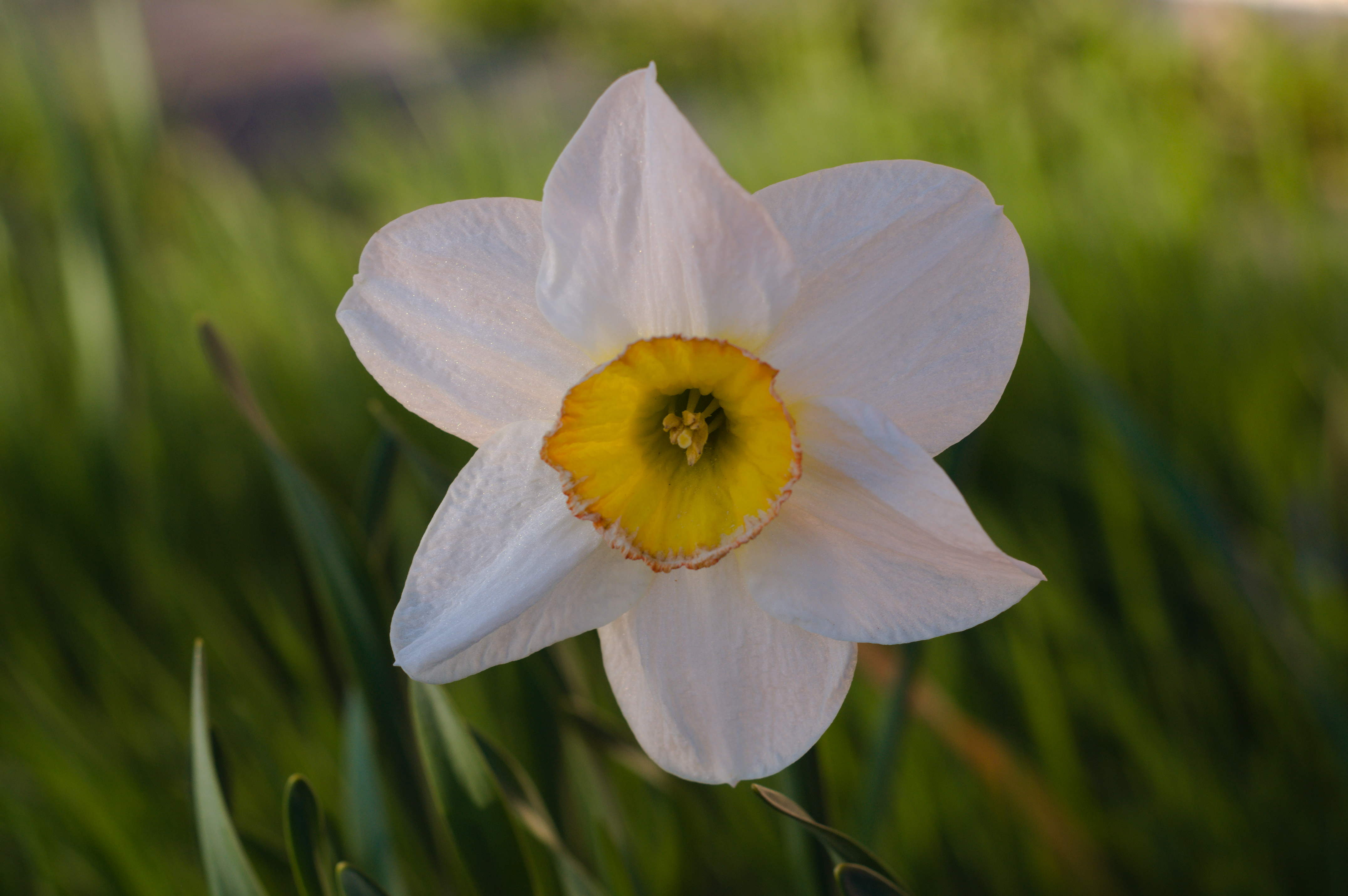 Flower [Photo: Henrik Hemrin]