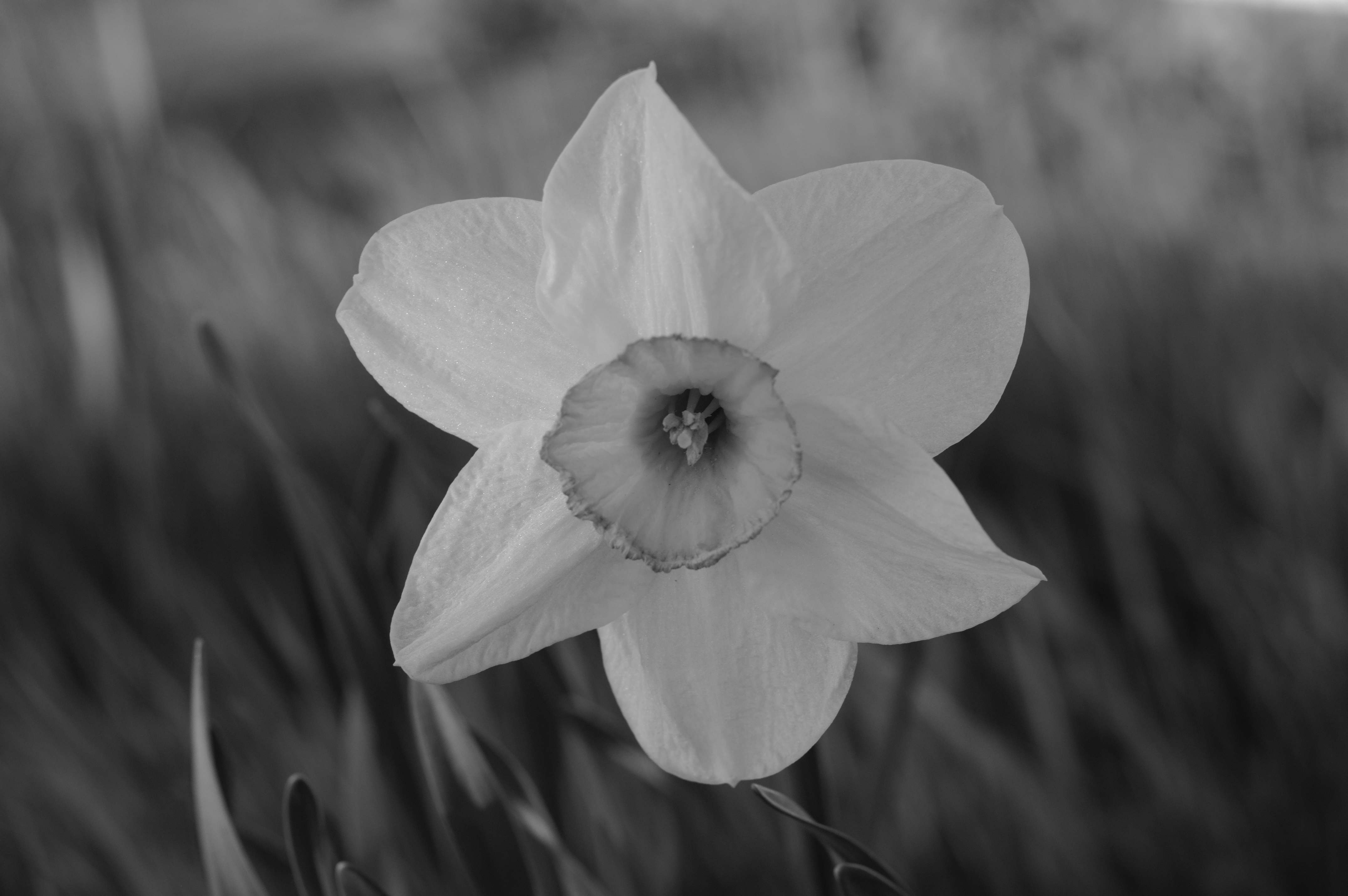 Flower. Samt picture as above, but converted to black and white [Photo: Henrik Hemrin]