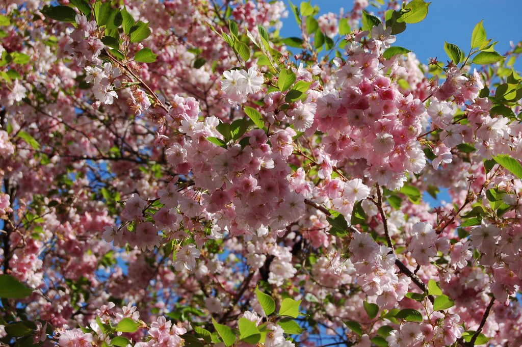 Det blommar. Foto: Henrik Hemrin