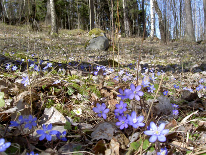 Spring flowers [Photo Henrik Hemrin]