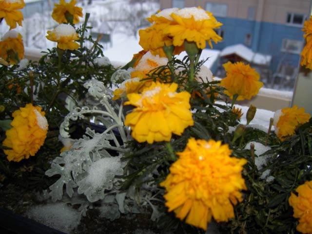 Frozen flowers [Photo Henrik Hemrin]